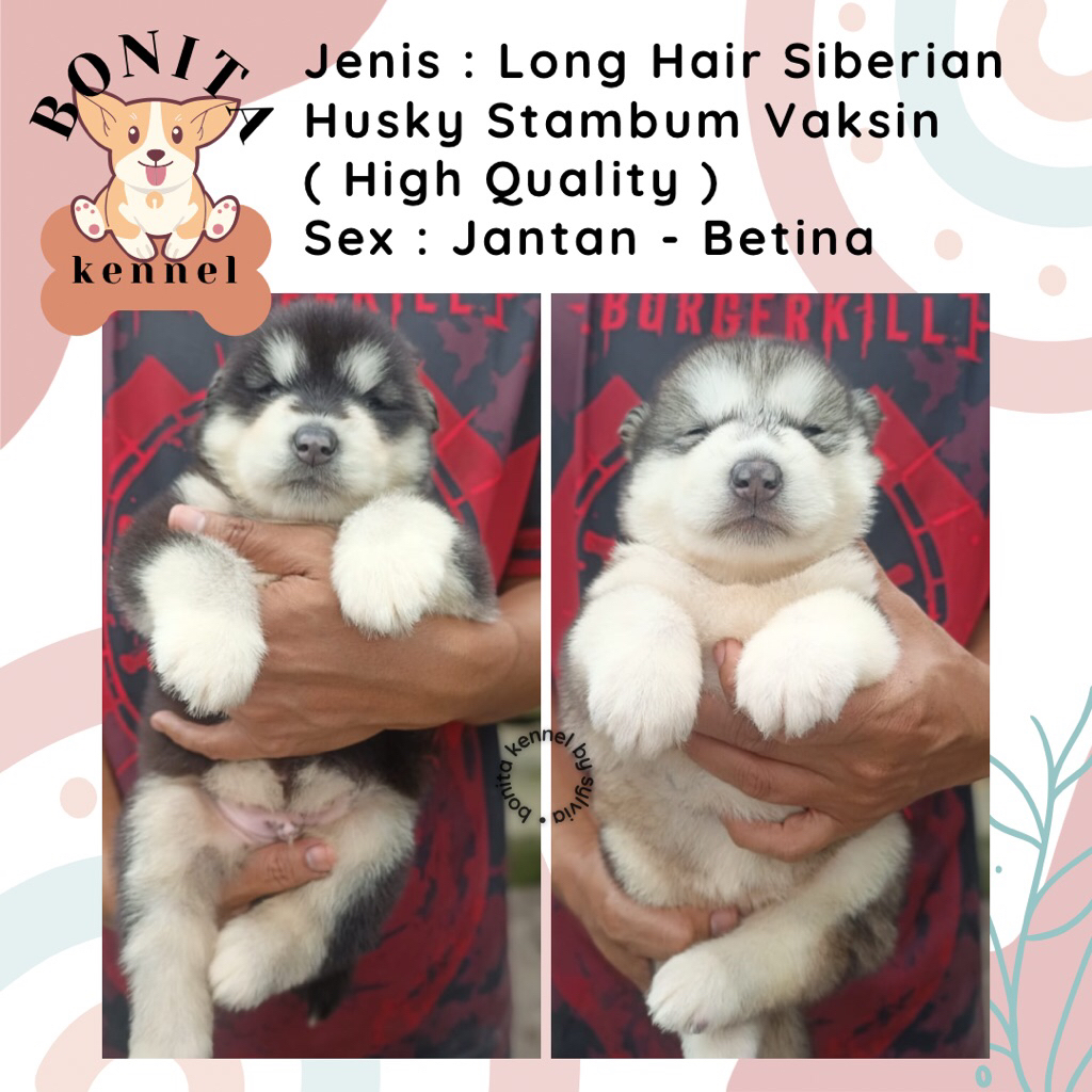 Long Hair Siberian Husky Stambum Blue Eyes Jantan Flip Flop Betina Anak Anjing Husky
