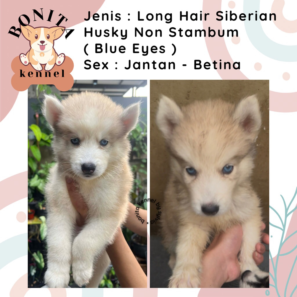 Long Hair Siberian Husky Non Stambum Jantan Betina Anak Anjing Husky