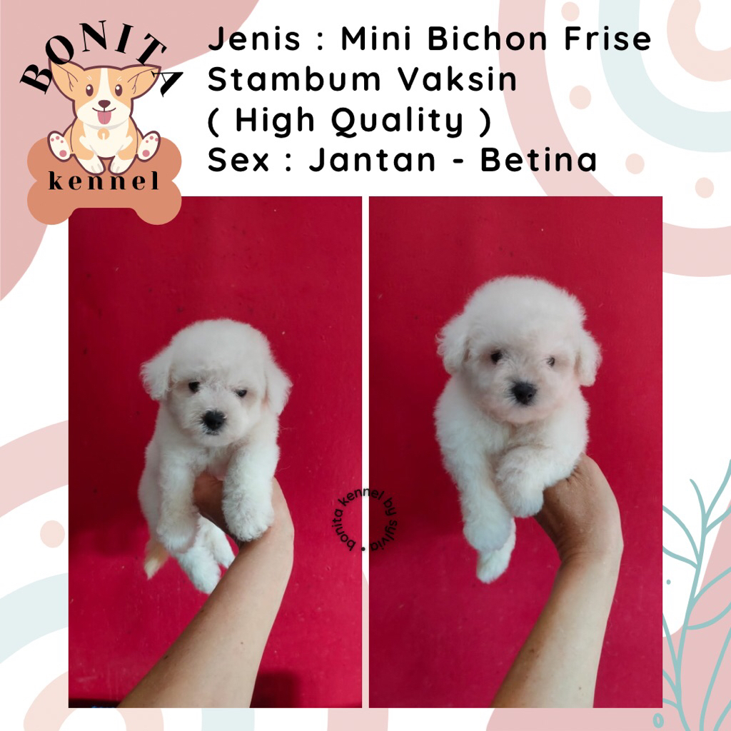 Mini Bichon Frise Stambum Anjing Bichon Korea Jantan Betina