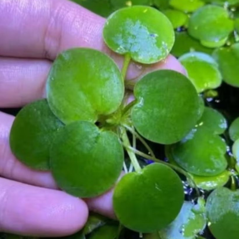 Tanaman Air Kolam Apung, Tanaman Apung, Tanaman Kolam, Frogbit, Amazon Frogbit