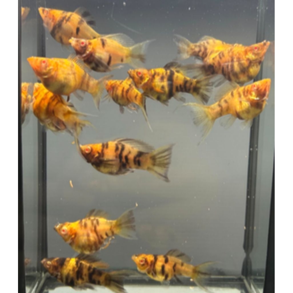 molly albino caramel zebra