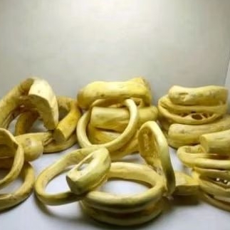 gelang akar Bahar putih babon