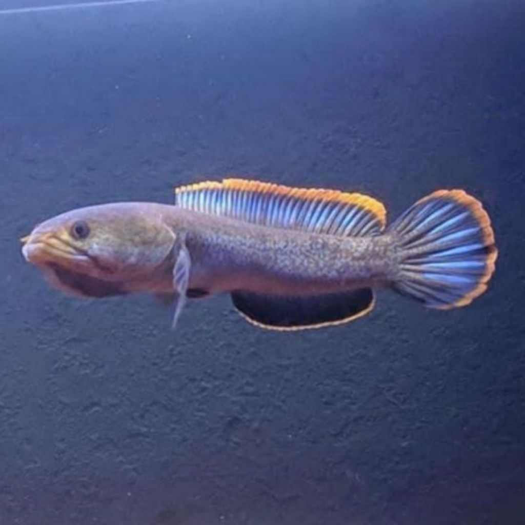 Chana limbata size 12cm single tank