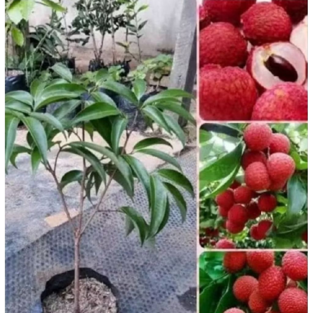 bibit pohon tanaman buah LECI MERAH cangkok