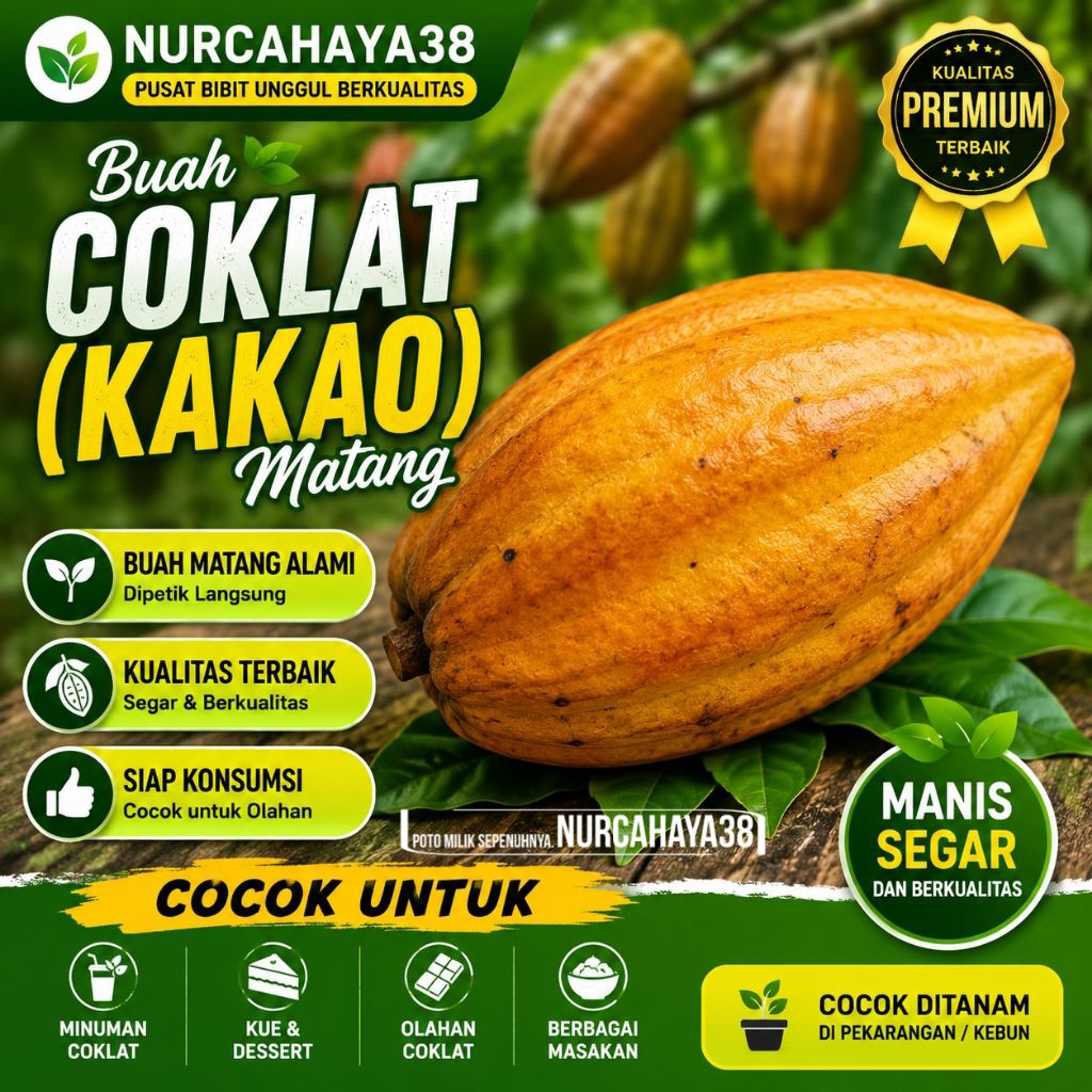 Buah Coklat Matang | Buah Kakao Matang | Langsung petik