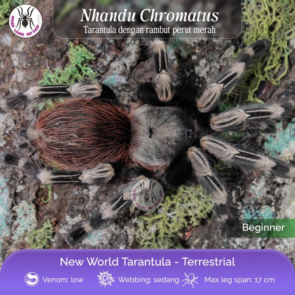 TARANTULA NHANDU CHROMATUS - SUBADULT