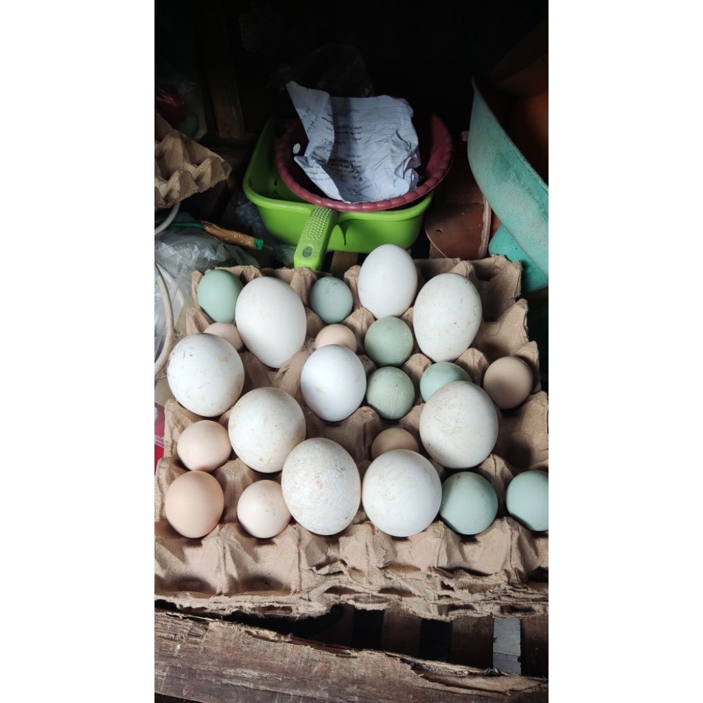 Telur Angsa / Soang