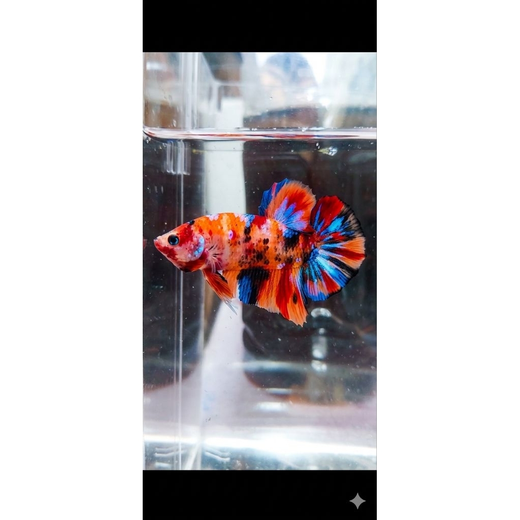 ikan cupang multicolor