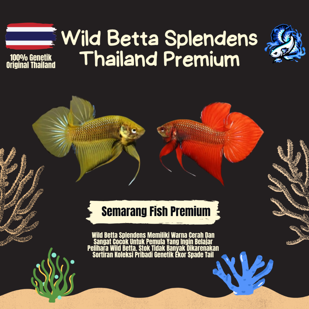 Wild Betta Splendens Premium Grade A