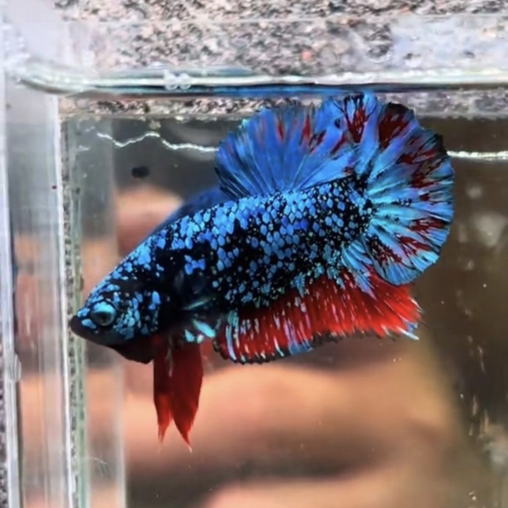 Cupang Plakat Avatar (Real Pick 100%)