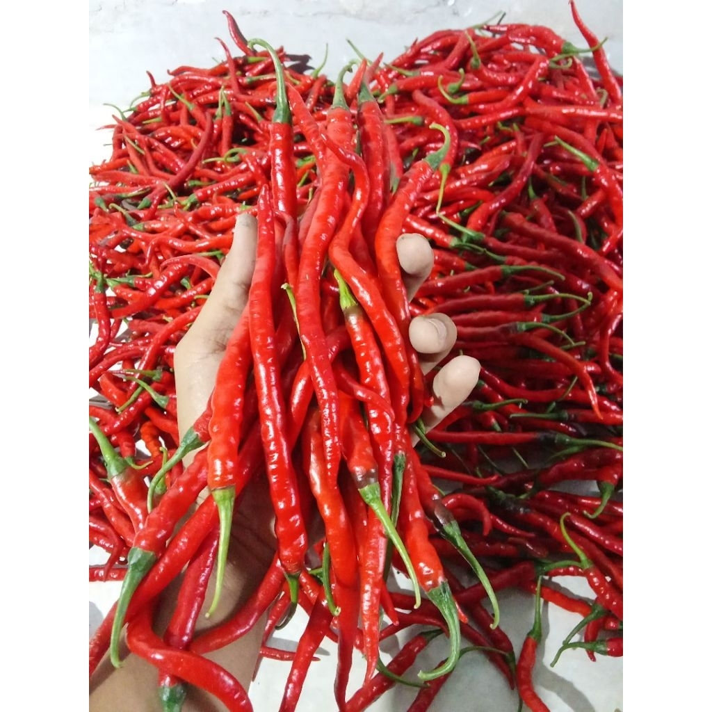 Cabai merah keriting/CMK fresh