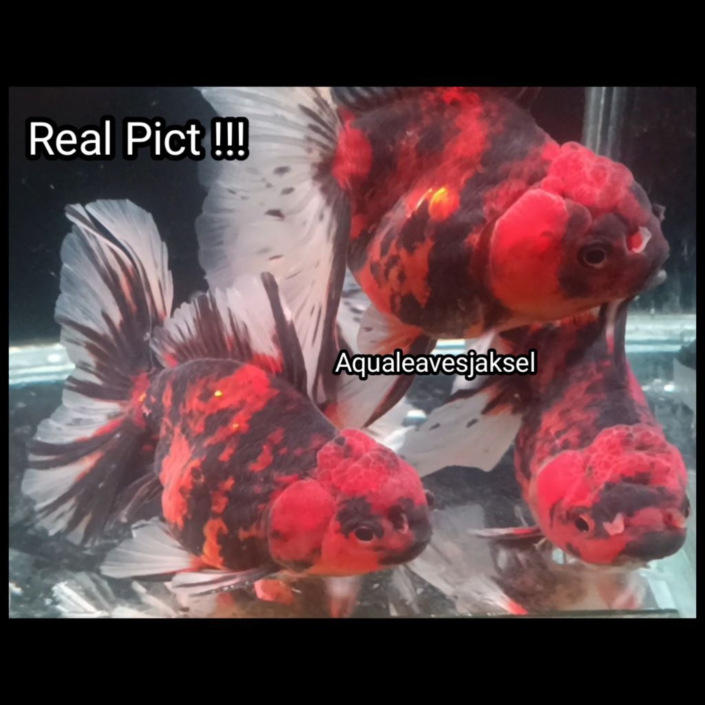 ikan koki oranda tiger Rosetail Top
