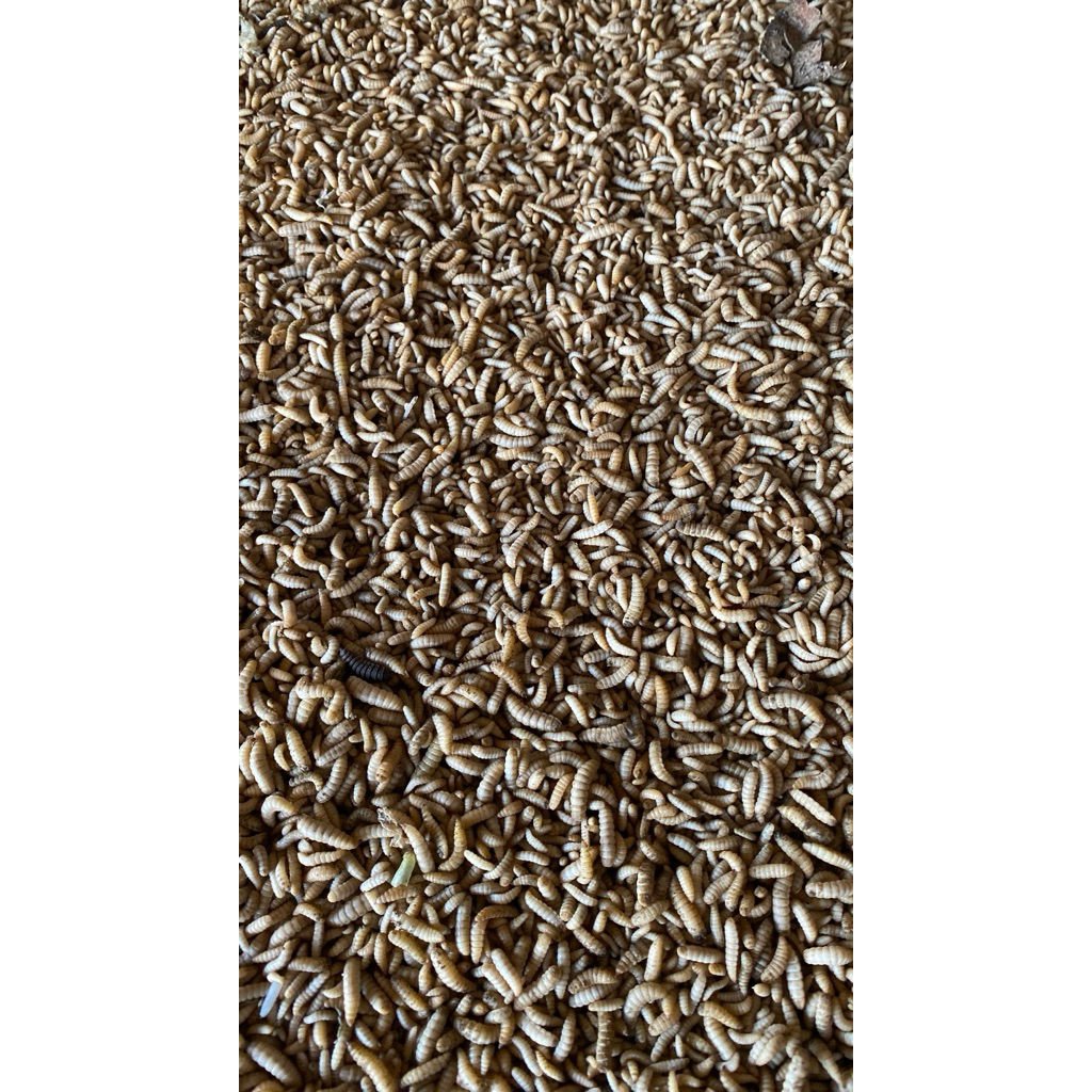 Maggot Hidup Fresh 1 kg (pakan ternak)