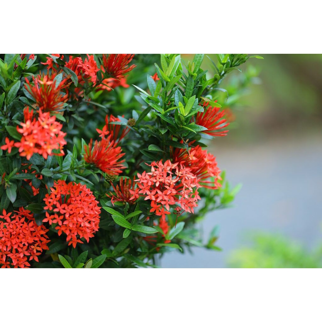 Tanaman Hias - Tanaman Bunga - Soka Jepang Merah - Soka Jepang Bunga Merah - Soka Merah (Ixora Cocci