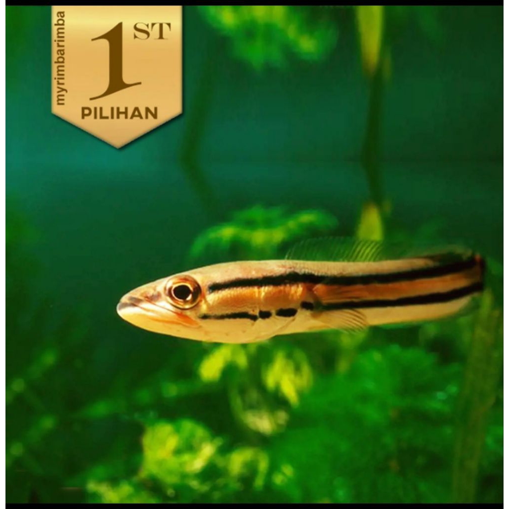 Toman Ikan Hias Predator Hiasan Aquarium Aquascape Tanaman Air Tawar