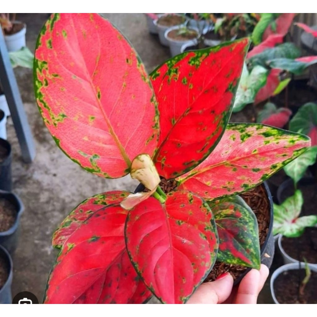 Tanaman hias aglonema red venus dewasa