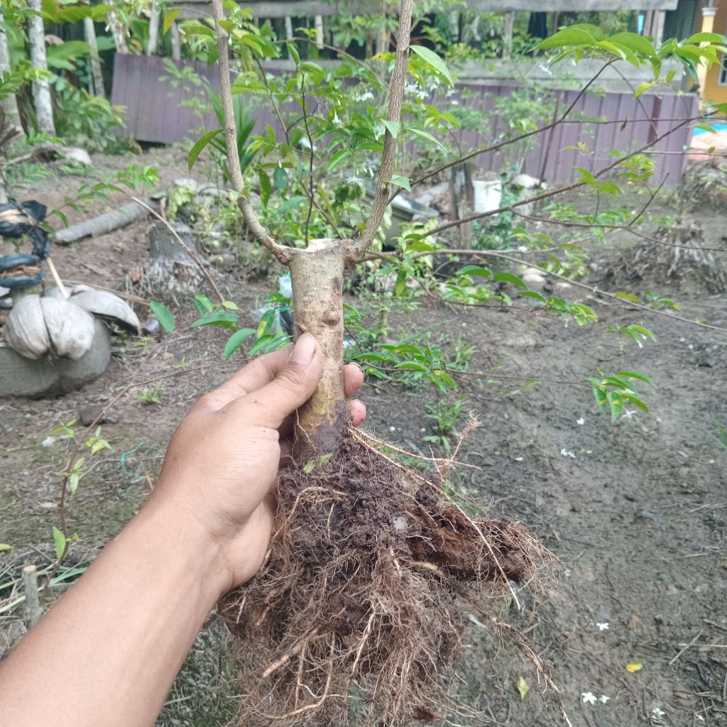 Bonggol Bahan Bonsai Anting Putri Batang Putih Akar Rimbun Prospek Koleksi
