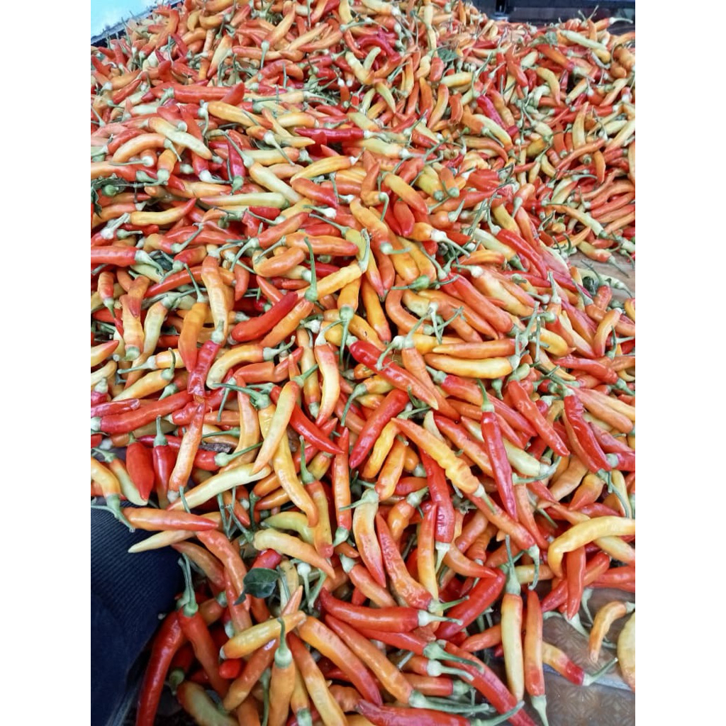 Cabe rawit ASMORO 500g