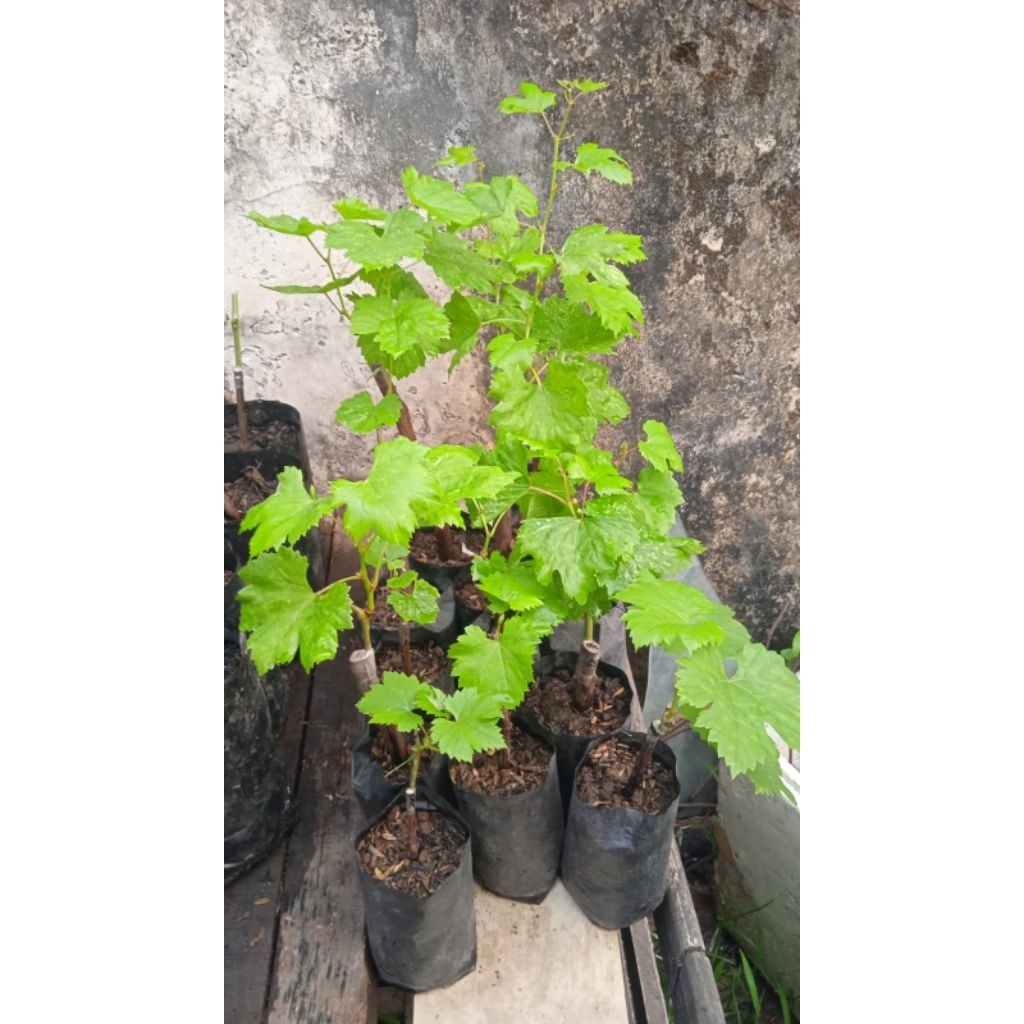 Bibit Anggur Dono RS IAC