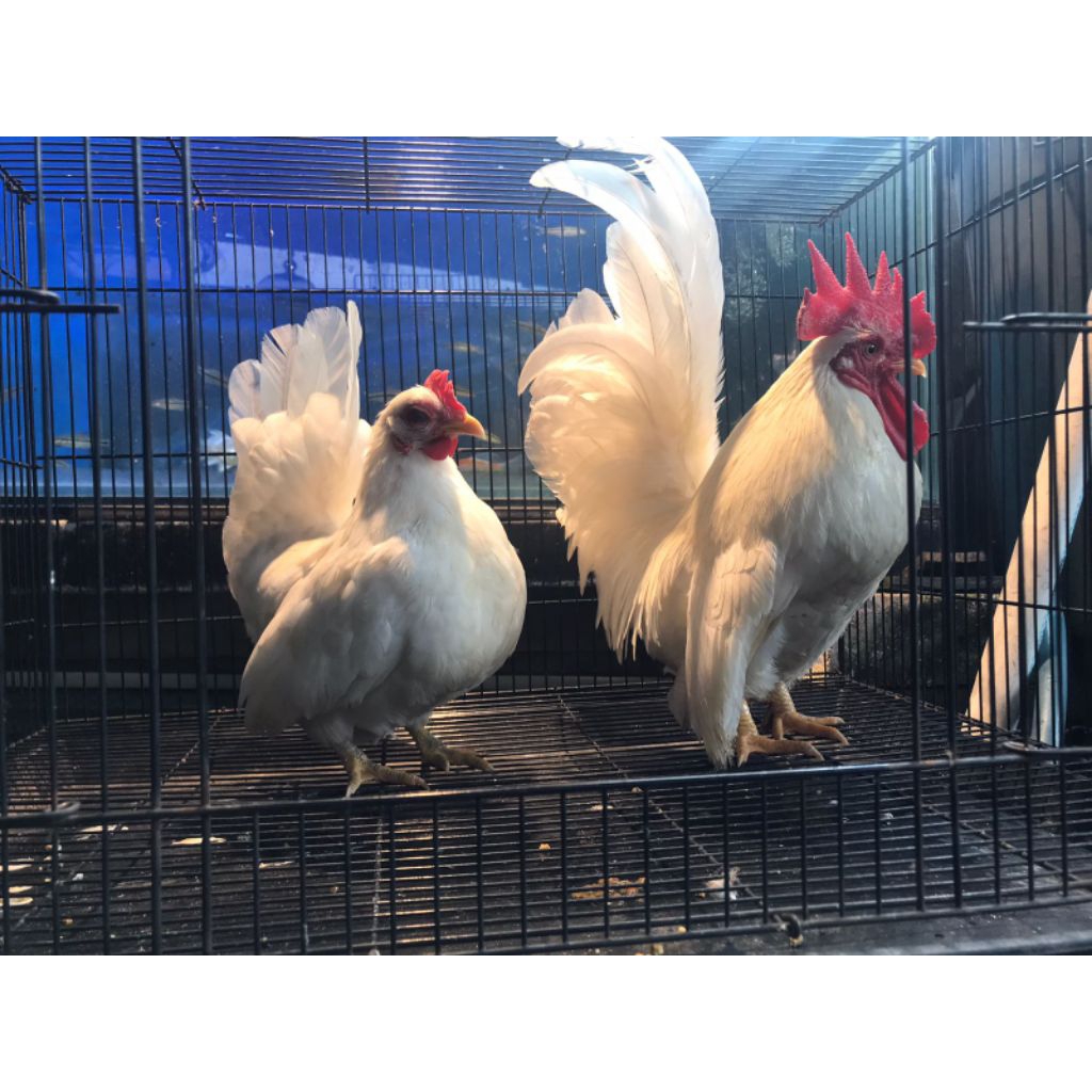 ayam kate putih istimewa
