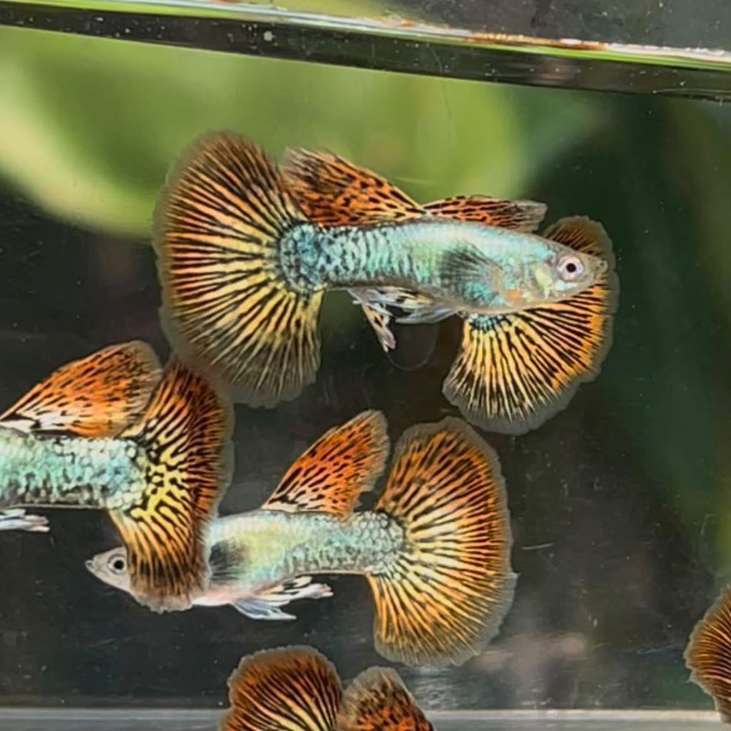 guppy platinum red dragon HM
