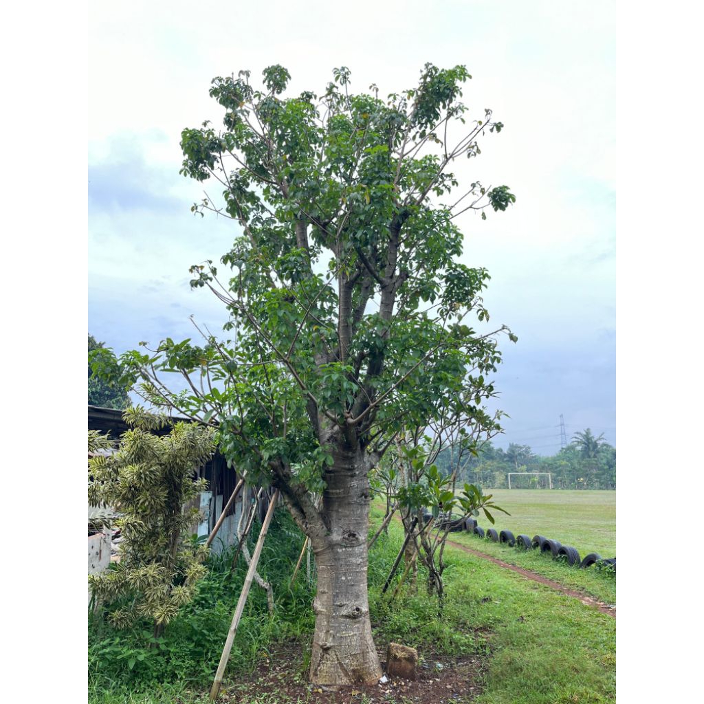 Pohon Baobab Teee / Kaki Gajah || Tanaman Baobab Besar Cocok Untuk Peneduh Rumah