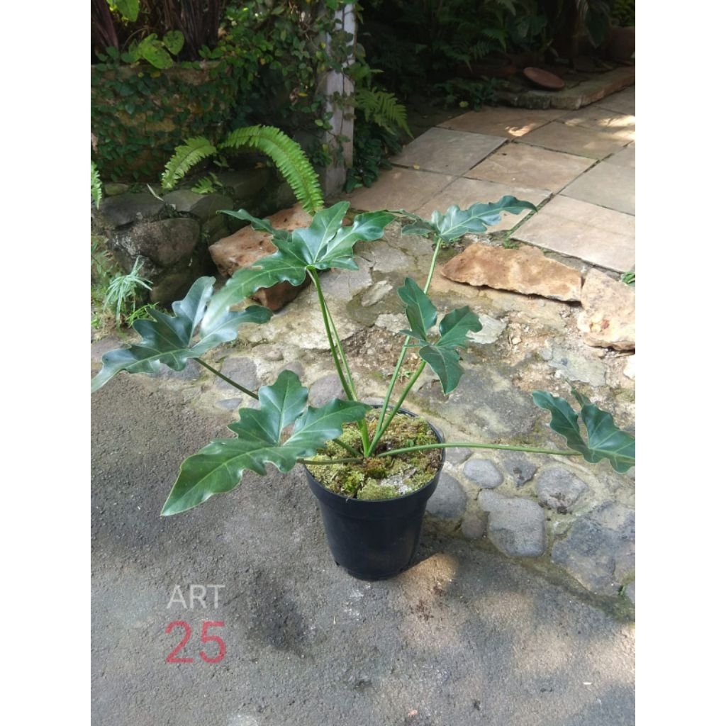 Philodendron Thaumatophyllum 'Soledad' Philo Real Picture