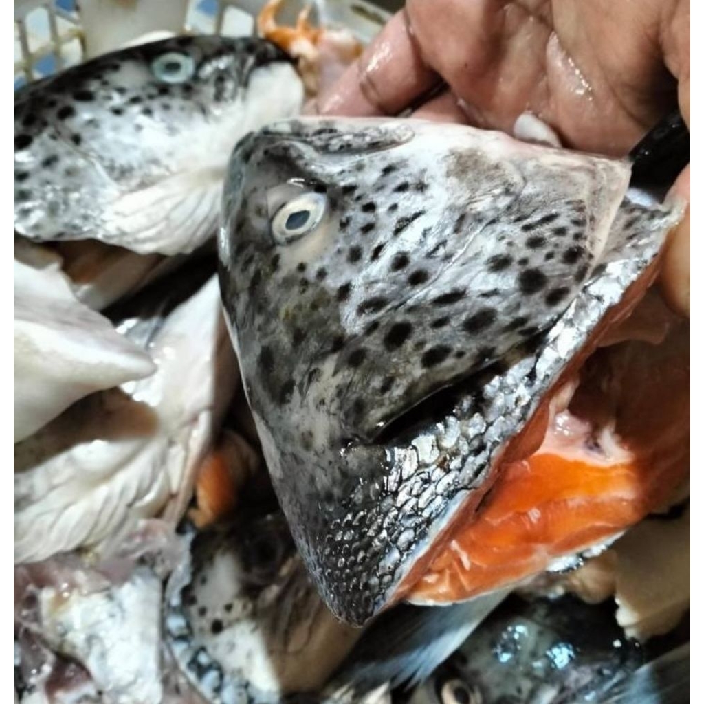 kepala ikan salmon