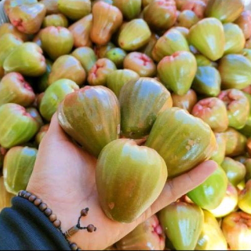 Jambu Demak Hijau Manis fresh 1 Kg
