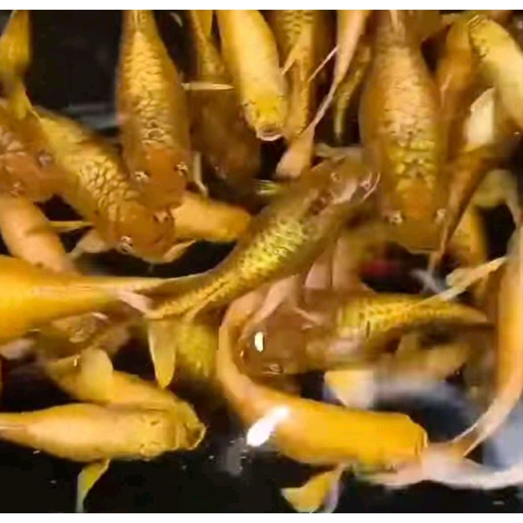 Ikan Hias Guppy Full Gold Sepasang Warna Istimewa untuk hiasan akuarium