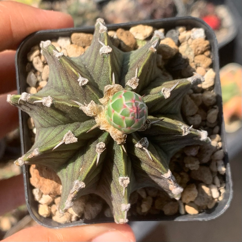 hy37 Gymnocalycium LB kaktus gymno vos014 rare black skin original ori kaktus tanaman hias langka in