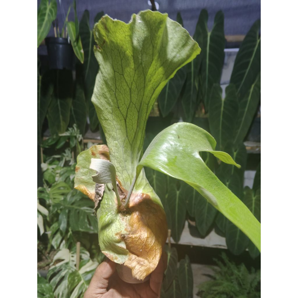kadaka stemaria/platycerium stemaria