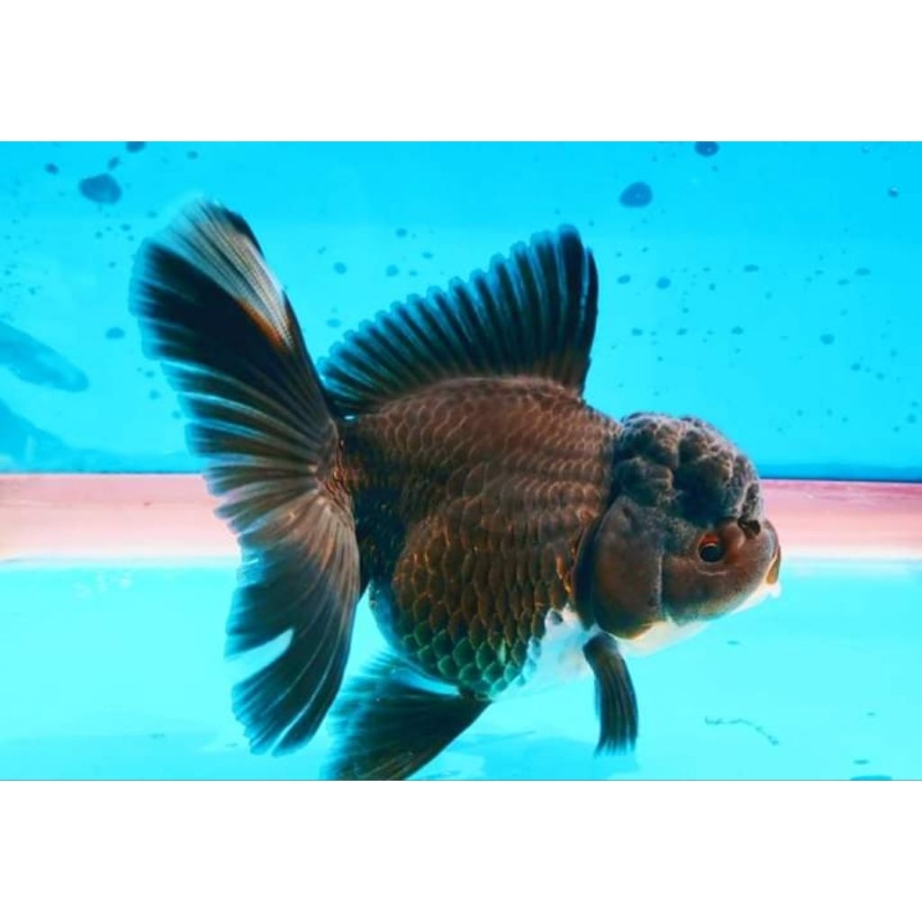 baby Oranda black isi 4