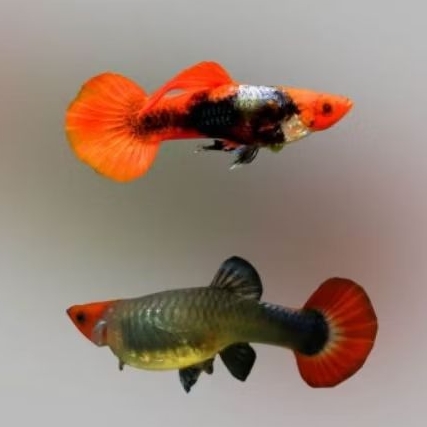 Guppy tuxedo red koi