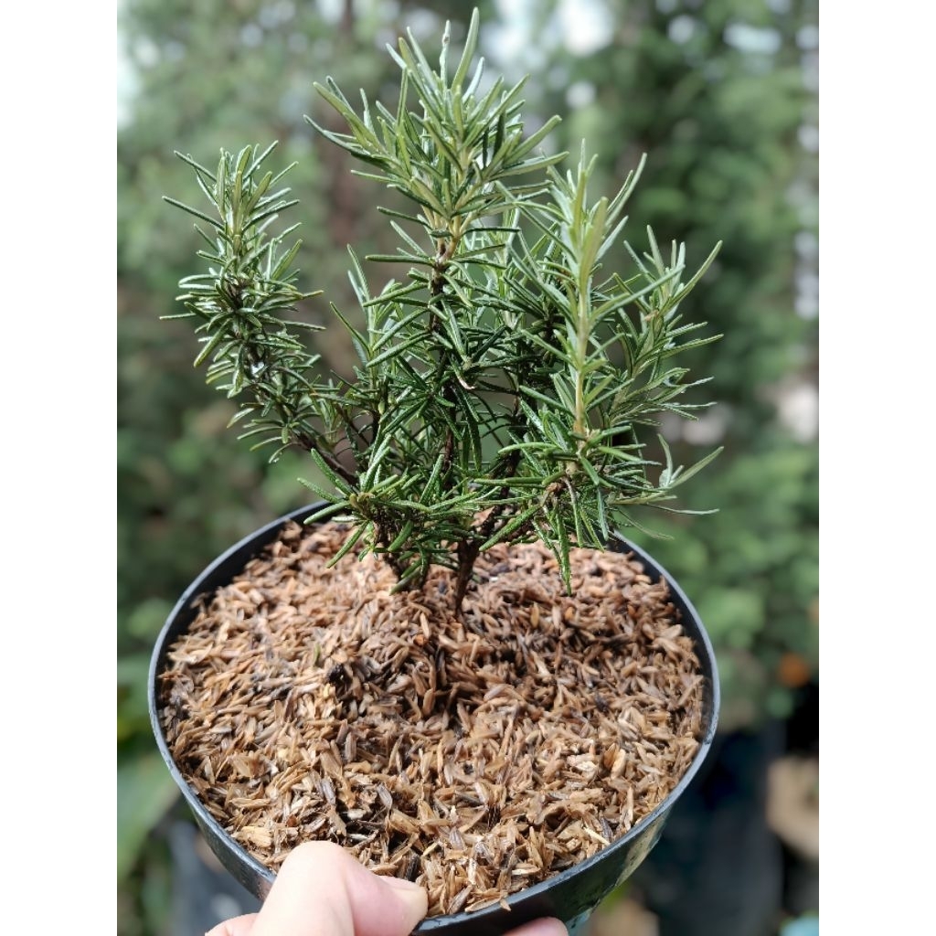 Tanaman Herbal Rosemary - Rosemary Bumbu Masak