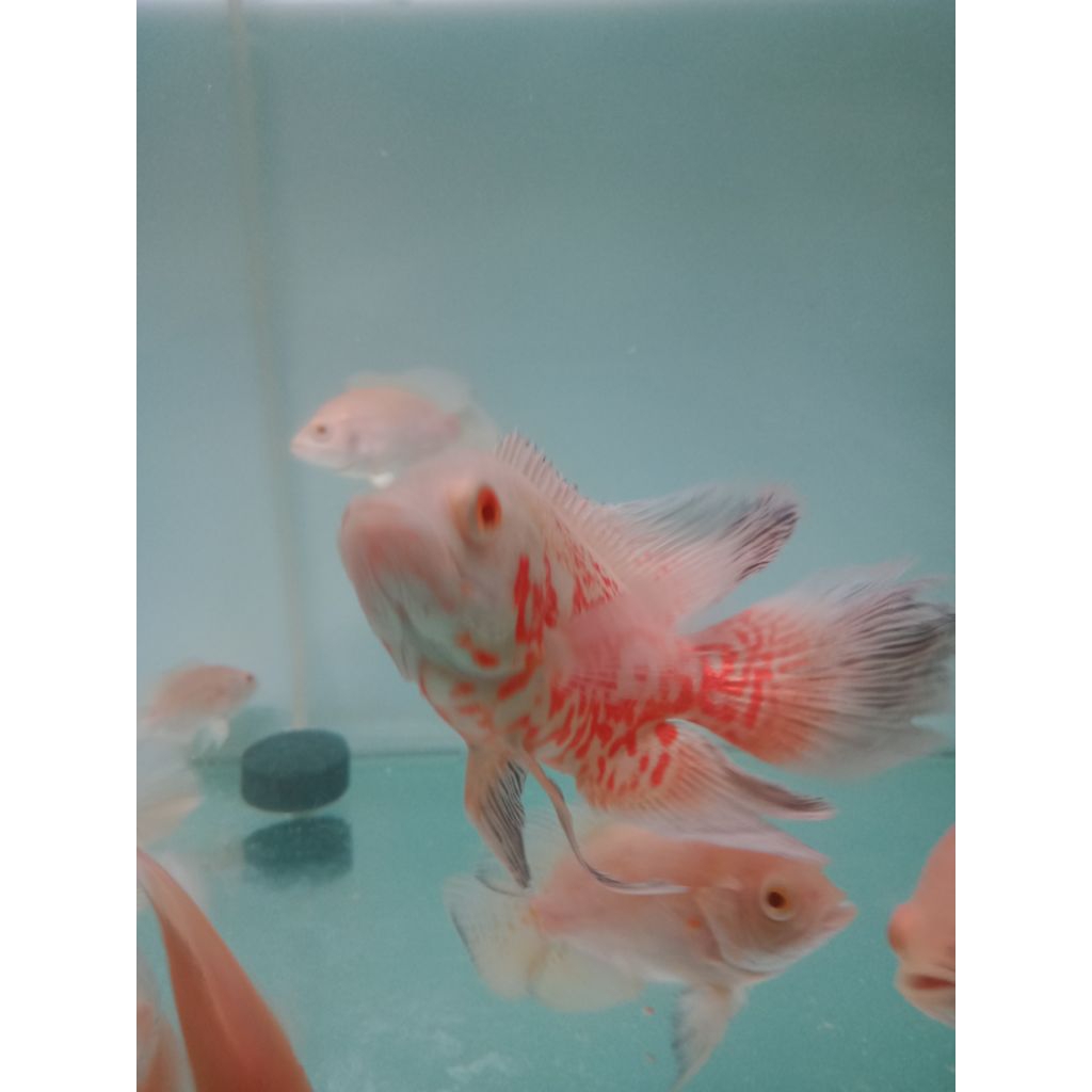 ikan oscar red nemo slayer