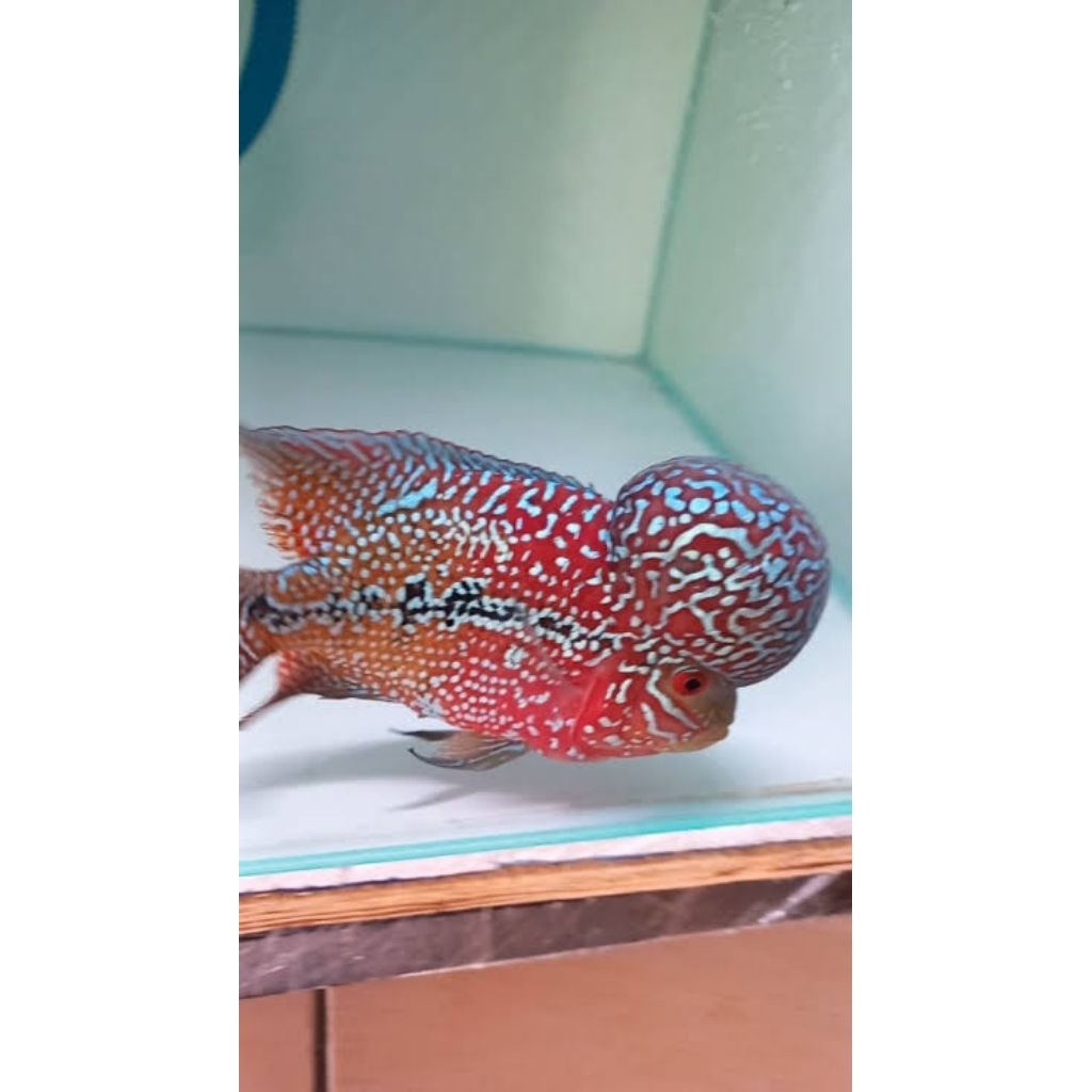 Kamfa F2 Louhan Ori Thailand  Bigsize