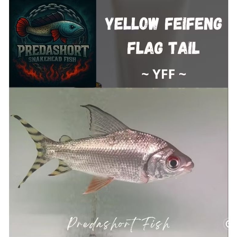 ikan hias YFF yellow feifeng Flag tail tankmate predator