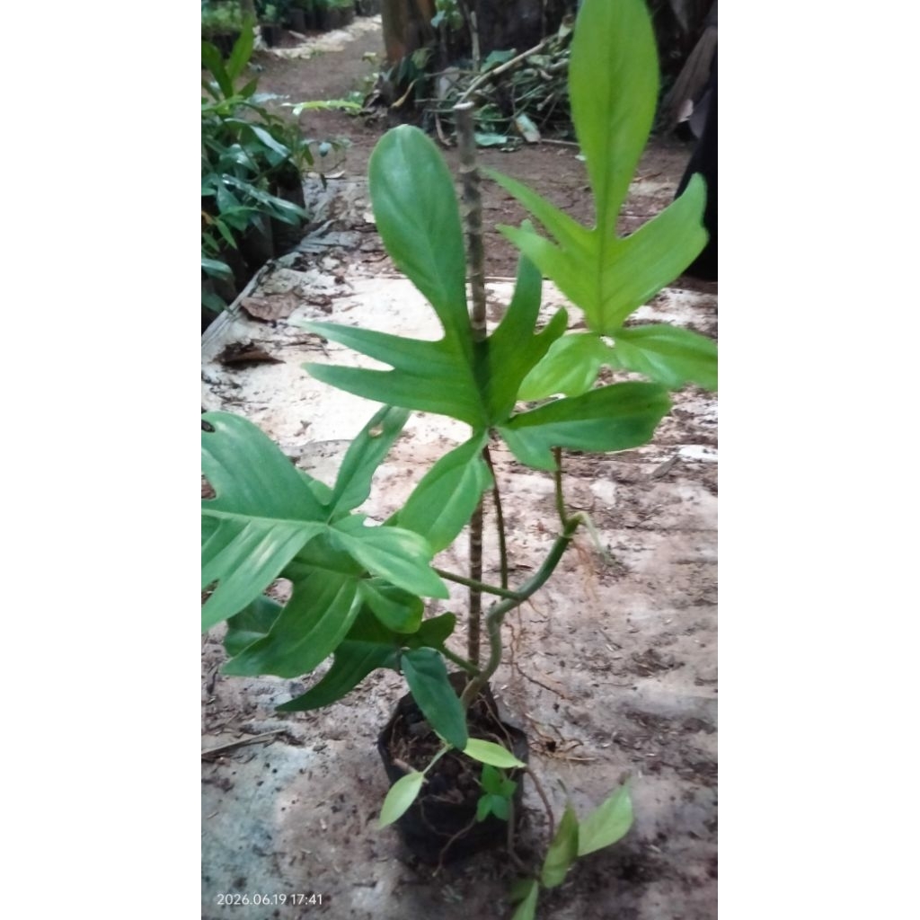 Tanaman Hias Pilo Merpati Tanaman Hias Pilo Merpati Daun
