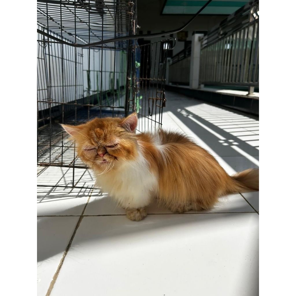 kucing munckhin cebol pesek jangan minnute