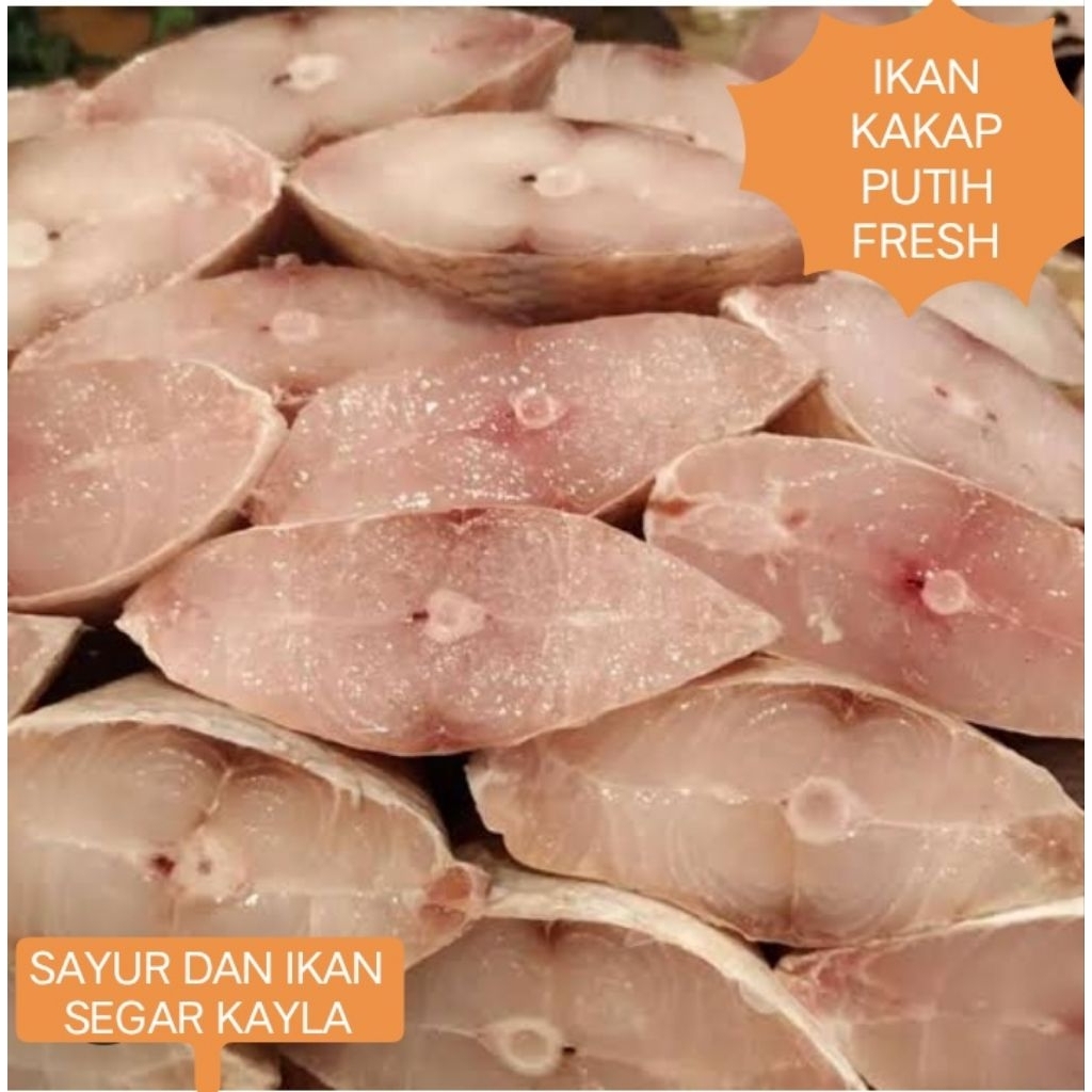 IKAN KAKAP PUTIH FRESH