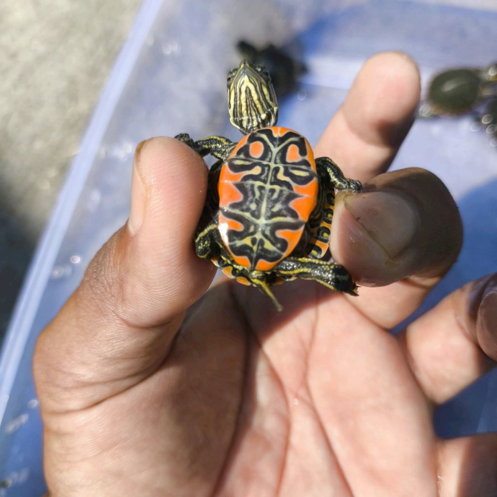 Makanan Pakan Pelet Ikan Kura Kura Picta Belly Painted Turtle Ukuran 3cm Mainan Anak Hiasan Aquarium