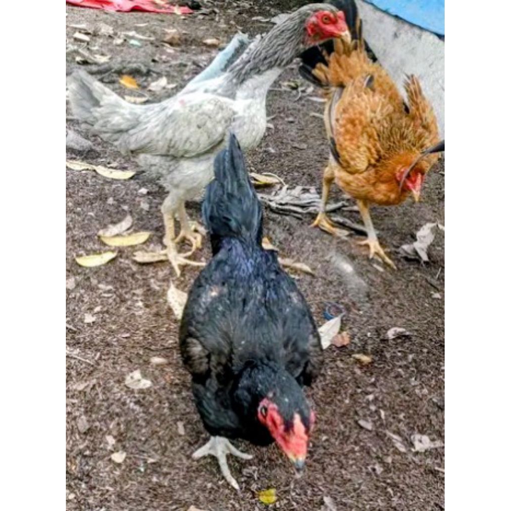 ayam Pama babon betina sudah bertelur 1kali