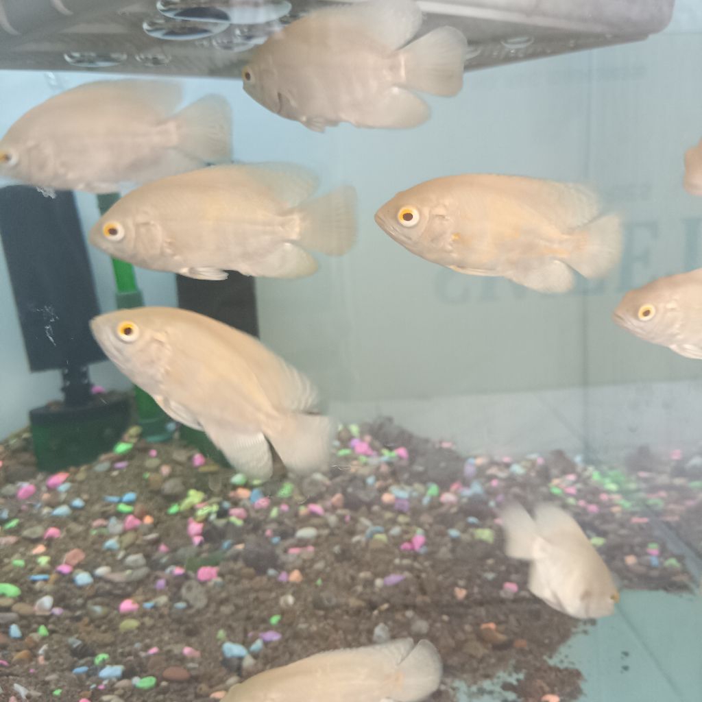 Hiasan Aquarium Ikan Oscar Albino