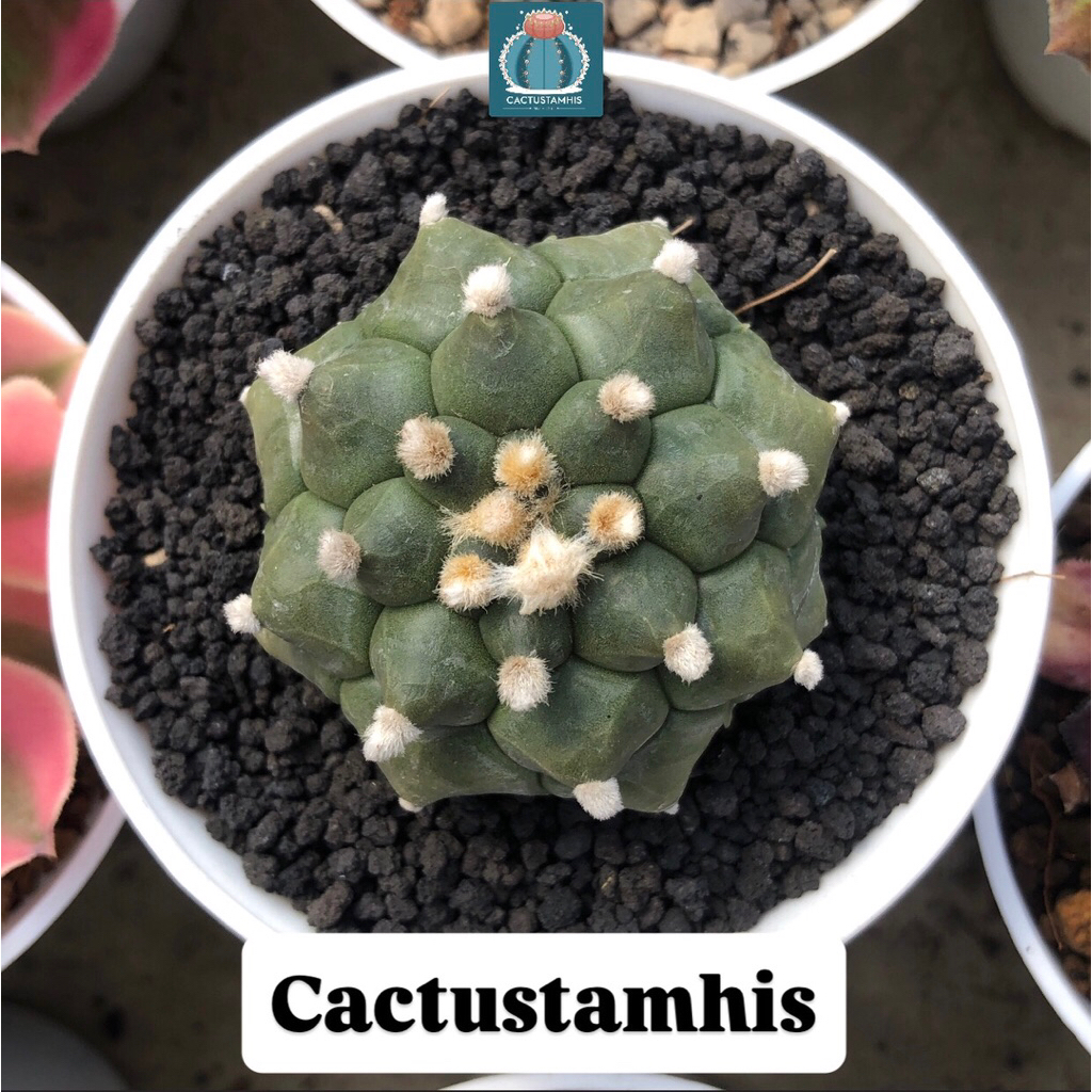 Astrophytum kikko turtle