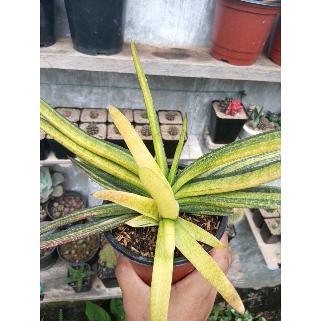 Gasteria sp Varigata