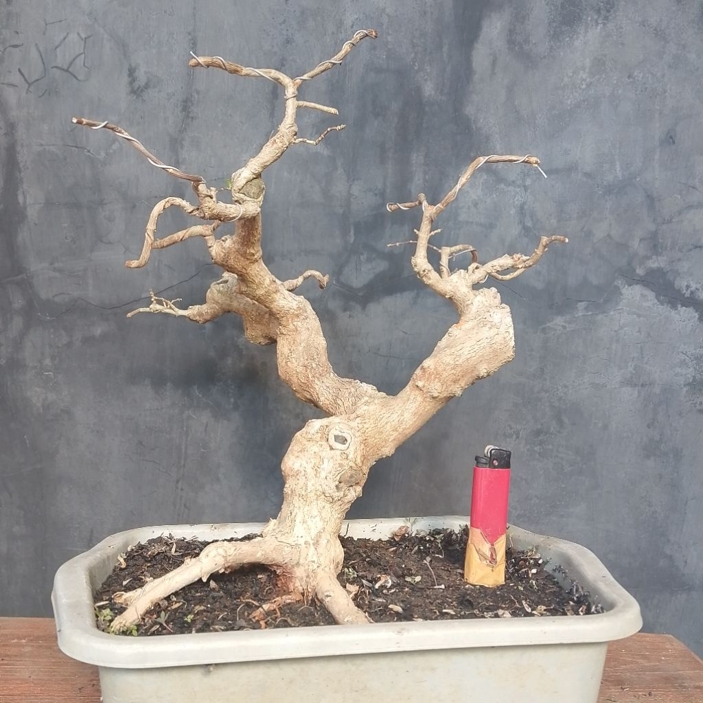 Bahan bonsai wacang / wahong sancang sesuai foto