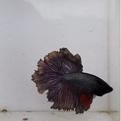 Ikan Cupang Halfmoon Cooper