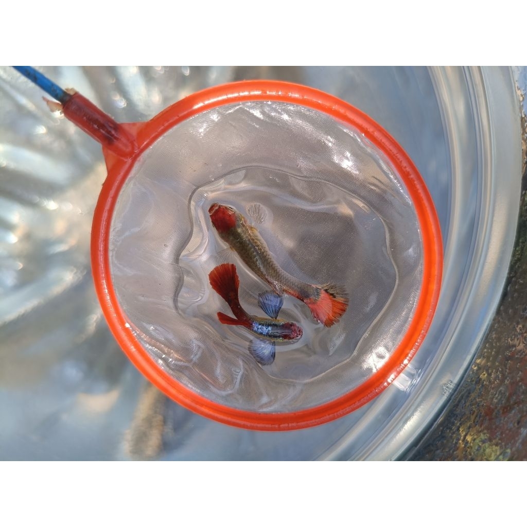 guppy hiasan prtde koi