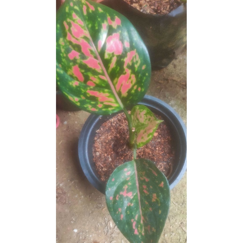 Aglaonema Dud Anjamani Anakan